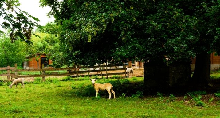 Photo de IME Léopold Bellan la Sapinière